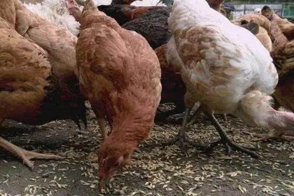 鸡不能吃小麦的原因，原因是其中的部分物质很难被消化