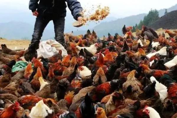 鸡不能吃小麦的原因，原因是其中的部分物质很难被消化