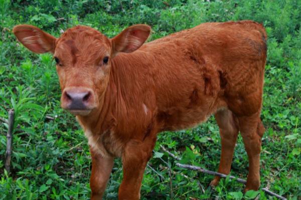牛犊是指多大的牛，指出生至4-6个月的小牛