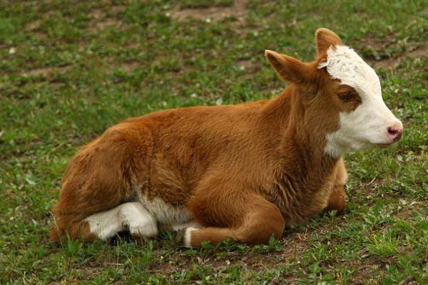 牛犊是指多大的牛，指出生至4-6个月的小牛