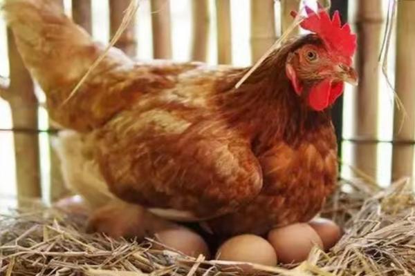母鸡没有公鸡为什么能下蛋，这是母鸡的一种本能