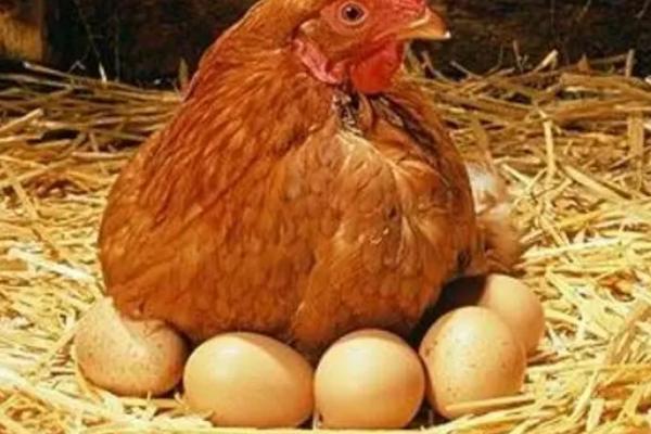 母鸡没有公鸡为什么能下蛋，这是母鸡的一种本能