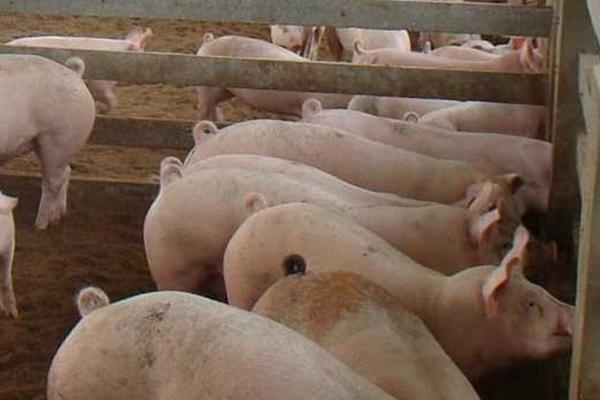猪的料肉比怎么算，料肉比等于消耗饲料总量除增重总量