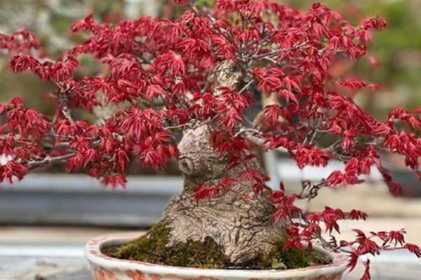 红枫盆景制作技巧，可根据树桩的形态制作不同形式的盆景