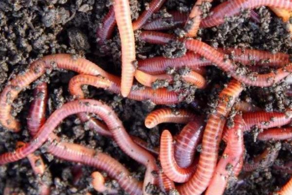 买来的蚯蚓为何无法养活，可能是土壤肥力不足、温度不适等原因所导致