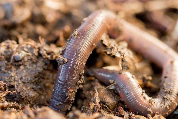 买来的蚯蚓为何无法养活，可能是土壤肥力不足、温度不适等原因所导致