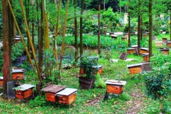 新手如何养蜜蜂，首先要选择合适的场地