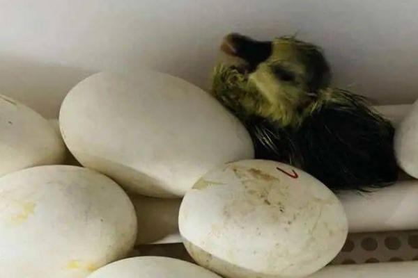 鹅蛋多久能孵化成小鹅，经过30天左右才可以
