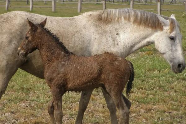 马如何繁殖，是胎生动物自然繁殖