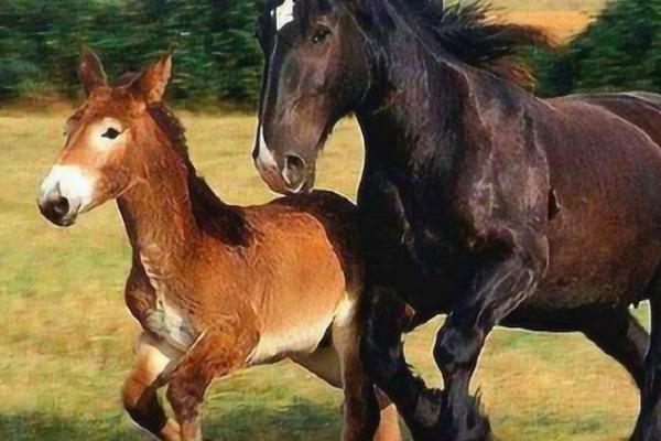 马如何繁殖，是胎生动物自然繁殖