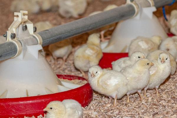 如何饲养小鸡，首先要保证合适的温度