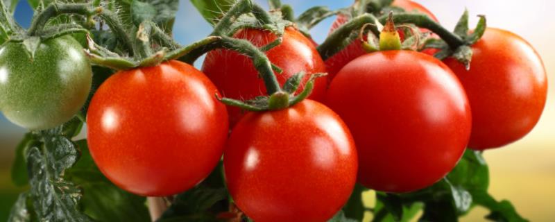 番茄叶霉病的发生规律，病菌可在病株体内越冬、翌年借助气流传播