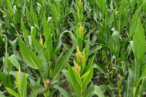 杂交玉米制种花期怎么调节，生长过快亲本控制肥水