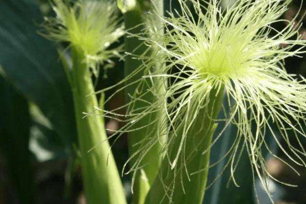 杂交玉米制种花期怎么调节，生长过快亲本控制肥水