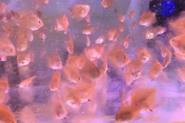 为何不建议饲养七彩神仙鱼幼苗，对水质的要求较高、成活率低是重要原因