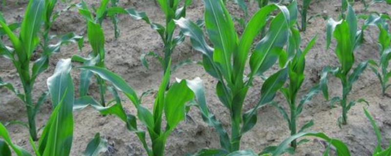 三盛628玉米种子简介，基肥应每亩施40千克