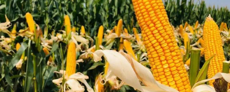 甘垦120玉米品种的特性，种植密度每亩4500株