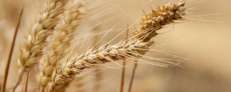 兰天47号小麦品种的特性，每亩适宜基本苗30～40万