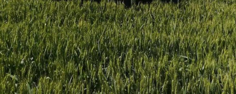 陇中8号小麦种子特征特性，每亩适宜基本苗28～32万