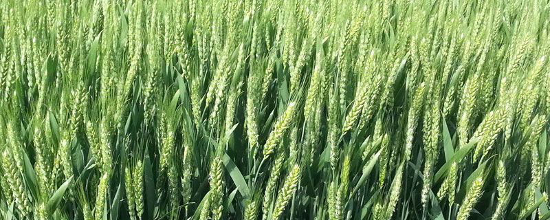 中梁48号小麦种子特点，适宜播种期9月下旬