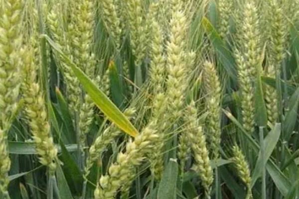 石麦34小麦种子介绍，抽穗前后应及时防治麦蚜