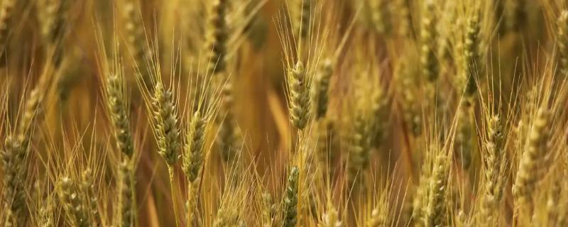 青农1931小麦种子特点，每亩基本苗18万左右