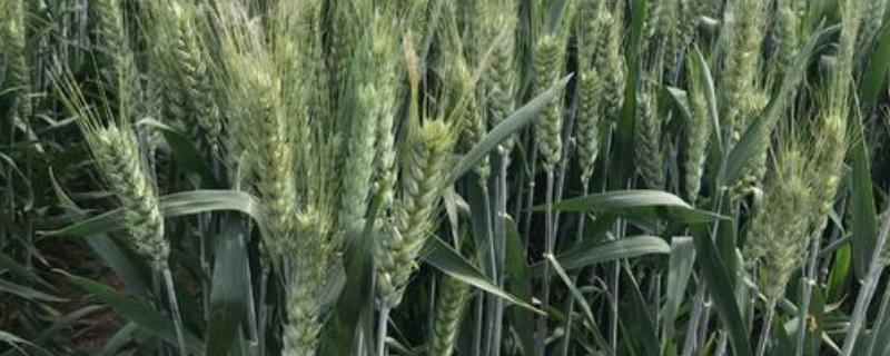 尊麦26小麦种子简介，每亩适宜基本苗18万—22万