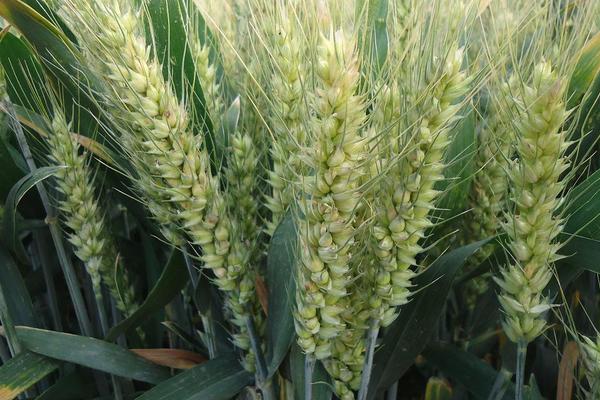 济麦26小麦种子简介，与对照品种济麦22熟期相当