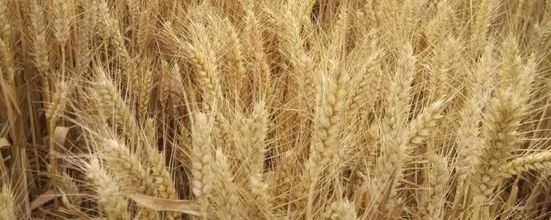 石麦34小麦种子介绍，抽穗前后应及时防治麦蚜