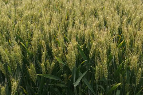 尊麦26小麦种子简介，每亩适宜基本苗18万—22万