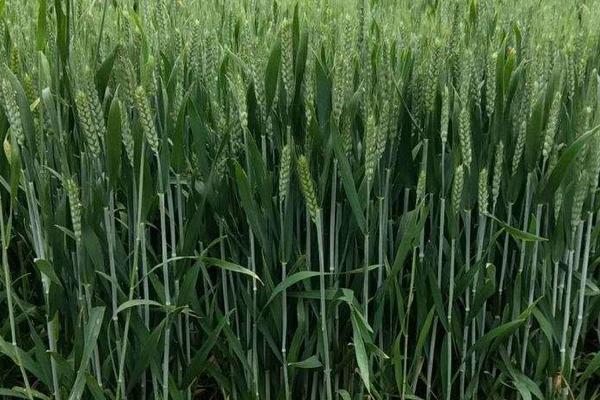 冀麦138小麦种子特征特性，注意及时防治叶锈病和赤霉病