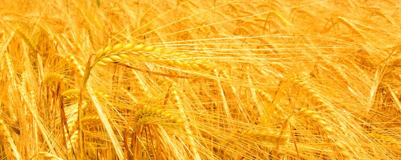 济麦27小麦品种简介，每亩适宜基本苗15万—20万