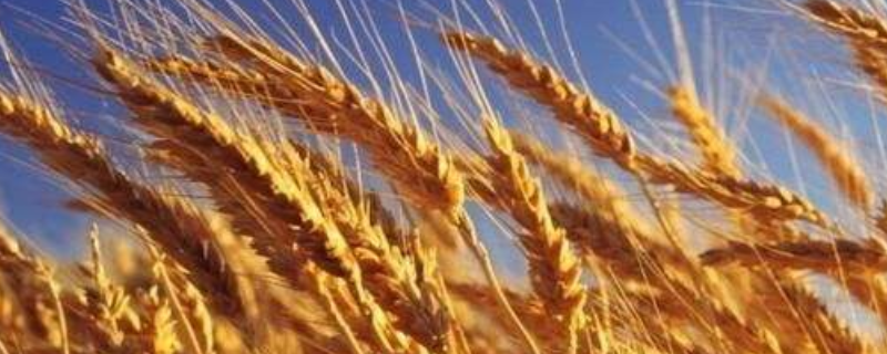 中麦69小麦种子介绍，与对照品种周麦18熟期相当