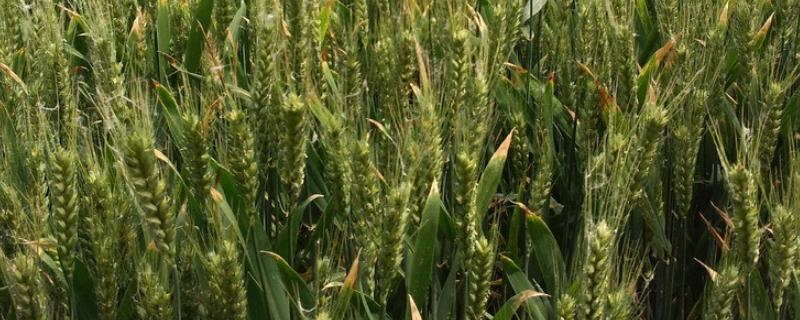 金永丰1号小麦种简介，每亩适宜基本苗10万—12万