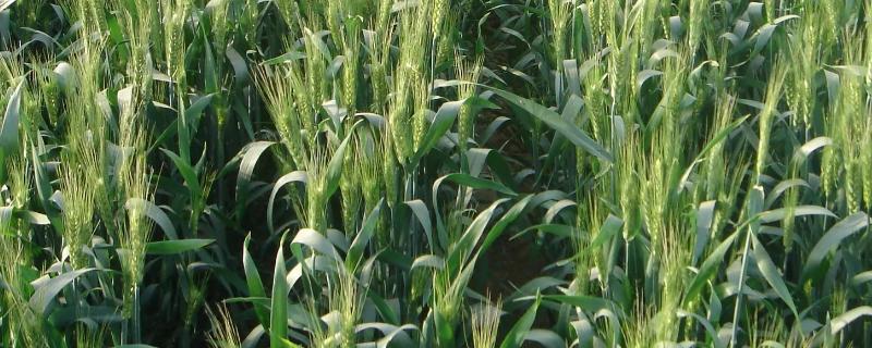 衡麦36小麦种子简介，与对照品种洛旱7号熟期相当