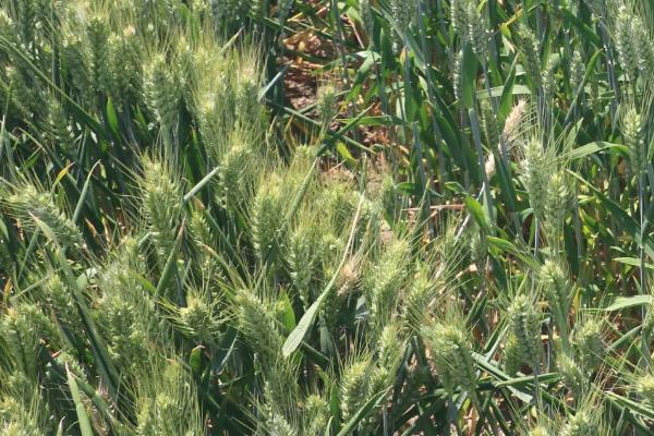 鑫瑞麦68小麦种子简介，每亩适宜基本苗18万左右