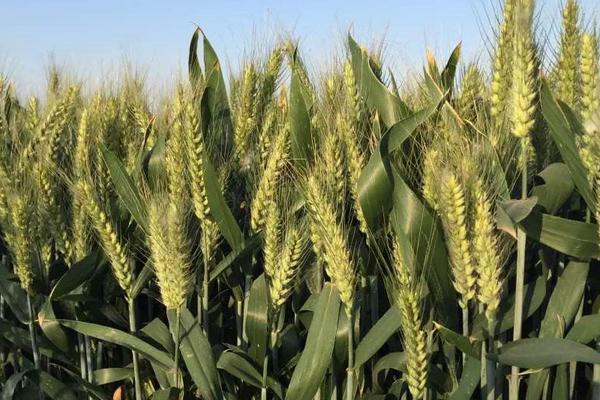 鑫瑞麦68小麦种子简介，每亩适宜基本苗18万左右