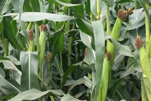 福地201玉米种子简介，在张掖地区的生育期为136天