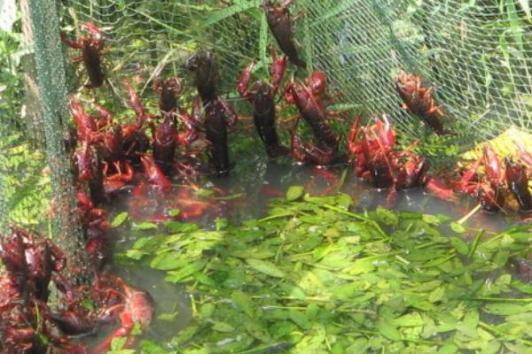 龙虾的养殖方法，池塘深度应控制在1-1.5m之间
