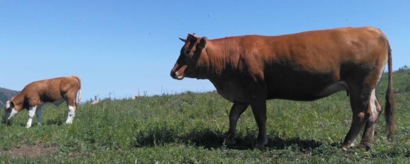牛发生百叶干病的原因，主要是由于饲喂不当所导致
