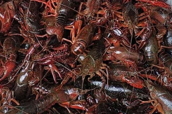 小龙虾常见的病害，不同病害的防治方法不同