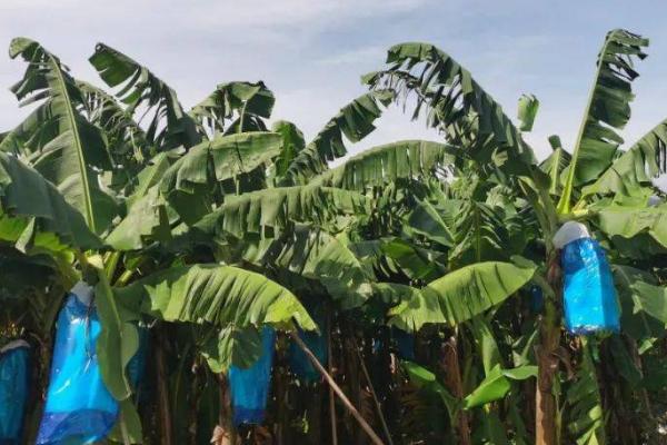 香蕉的种植条件，选择冲积壤土或腐殖质壤土为宜