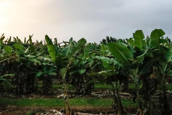 香蕉的种植条件，选择冲积壤土或腐殖质壤土为宜