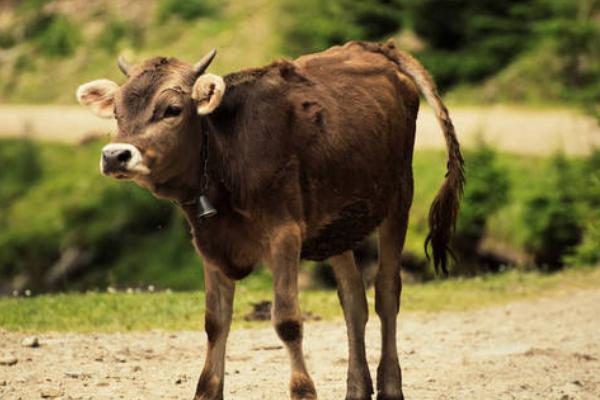 一头小牛重多少千克，不同品种的牛的体重不同