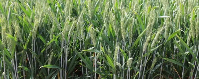 徐麦165小麦种子特征特性，比对照品种周麦18熟期稍早