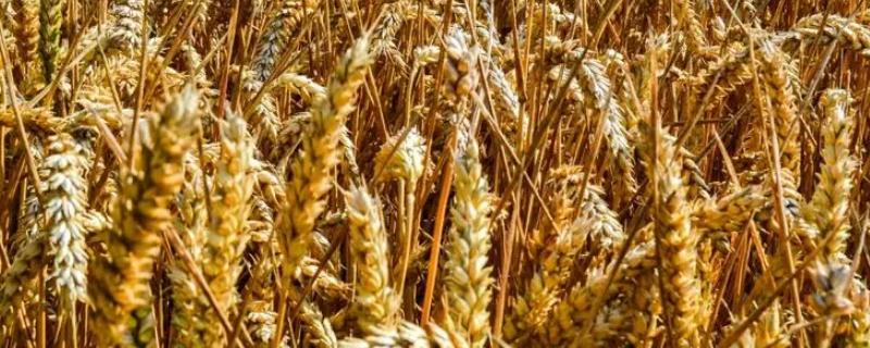 西农138小麦品种简介，比对照品种周麦18熟期稍早