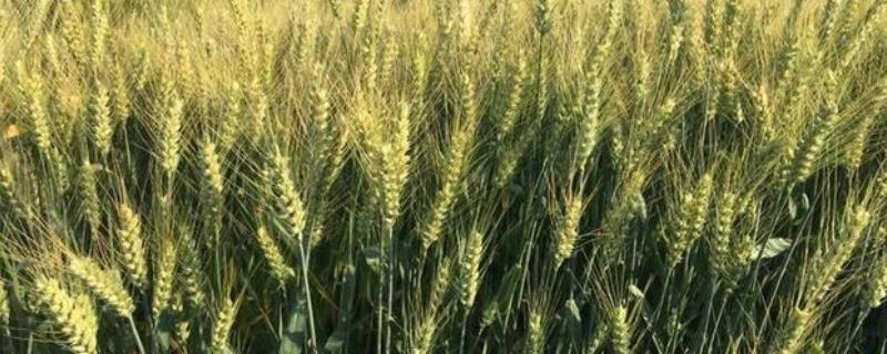 同舟9号小麦种简介，每亩适宜基本苗14万—22万