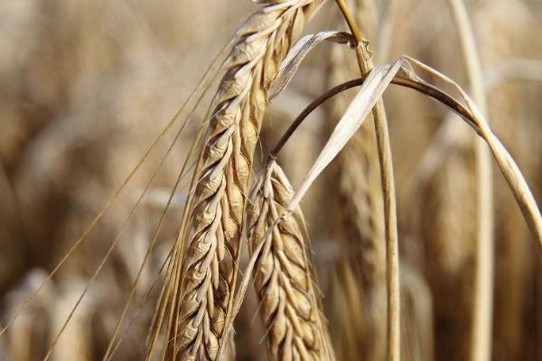 西农138小麦品种简介，比对照品种周麦18熟期稍早