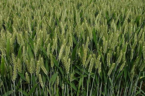 温麦678小麦品种简介，与对照品种周麦18熟期相当