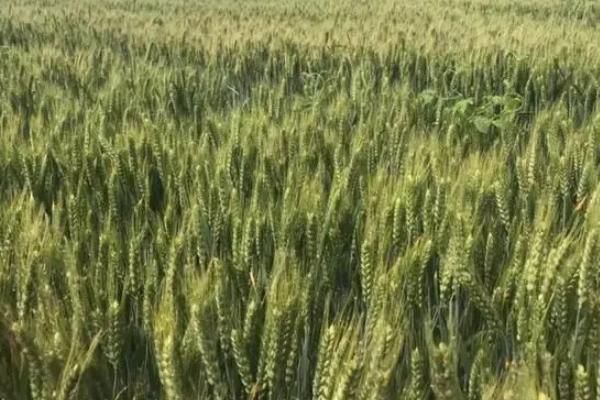 科林12小麦品种的特性，比对照品种周麦18熟期稍早